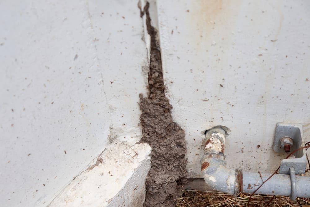 pest inspection at the corner of building